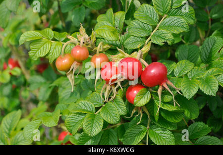 Rosa rugosa Hagebutten Stockfoto