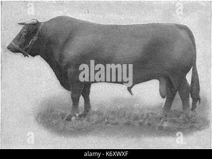 EB 1911 Rinder SOUTH DEVON STIER Stockfoto