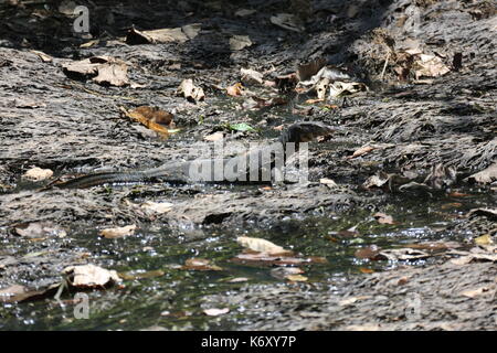 Wasser Waran, sitzen auf dem Flusslauf in Sri Lanka Stockfoto