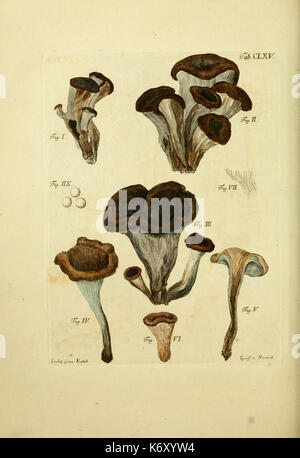 Fungorum qui in Bayern et Palatinatu circa Ratisbonam nascuntur Icones, nativis expressae coloribus (6257453154) Stockfoto