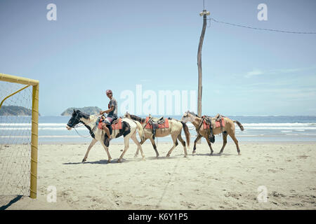 Mann ein Pferd reiten die führende touristische Pferde am Strand von Samara, Costa Rica Stockfoto