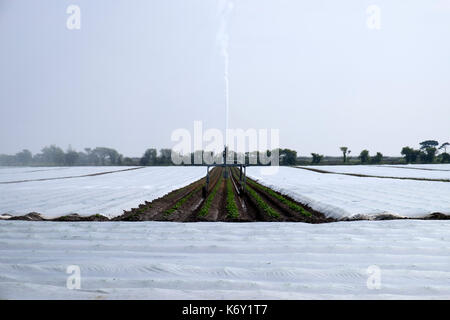 Bewässerte Kartoffel Ernte unter Vlies Bawdsey Suffolk England wächst Stockfoto