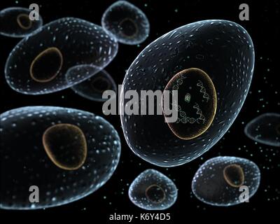 Künstlerische glühenden menschlichen Zelle Strukturen mit zentralen Kern, die DNA (Desoxyribonukleinsäure) Molekülen. Stockfoto