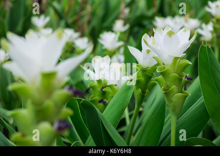 Weiße curcuma Blumen oder Siam Tulpe Blume in der Plantage Garten oder Park für Landschaft verzieren oder im Garten des Hauses Stockfoto