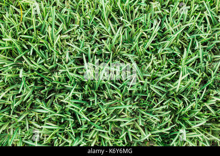 Kleine grüne Blätter sehen aus wie Gras im Feld für Hintergrund und texturierte Stockfoto