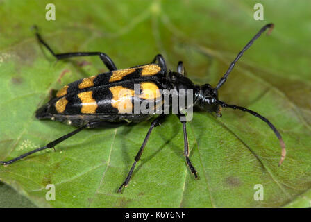 Käfer, Strangalia maculata, auf Blatt, Schwarz und Gelb, Großbritannien Stockfoto