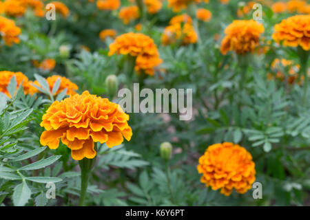 Orange und gelbe Farbe der Ringelblume Blumen im Garten oder Park für die Plantage die Blume für Dekorieren und Landschaft Bereich house Park oder Ort Stockfoto