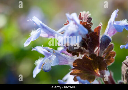 Boden Efeu, Glechoma hederacea, Kent, Großbritannien, Nahaufnahme der Blüte, Lila, Blau Stockfoto