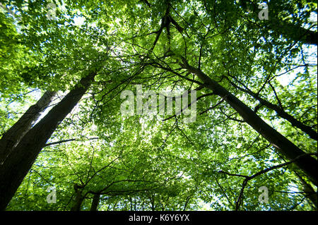 Anzeigen suchen Bäume zu Leaved Vordach, gemeinsame Buche, Fagus sylvatica, Stockbury Hill Woodland, Kent Wildlife Trust, GB Stockfoto