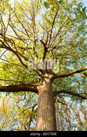 Edelkastanie, Castanea sativa, Suchen der wichtigsten Rinde, Zweige und Blätter im oberen Vordach, ranscombe Farm Nature Reserve, Kent GROSSBRITANNIEN, native zu Med Stockfoto