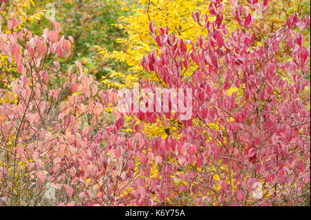 Gemischte Herbst farbige Bäume, ranscombe Farm Nature Reserve, Kent GROSSBRITANNIEN, Feld Ahorn, Buche & Hartriegel, Gelb, Grün, Rot Stockfoto