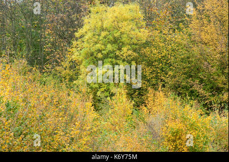 Gemischte Herbst farbige Bäume, ranscombe Farm Nature Reserve, Kent GROSSBRITANNIEN, Feld Ahorn, Buche, Gelb, Grün Stockfoto