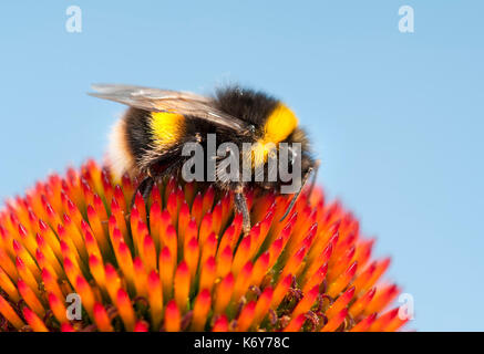 Buff Tailed Hummel, Bombus terrestris, Kent GROSSBRITANNIEN, auf Echinacea purpurea Blume, Garten, Stockfoto