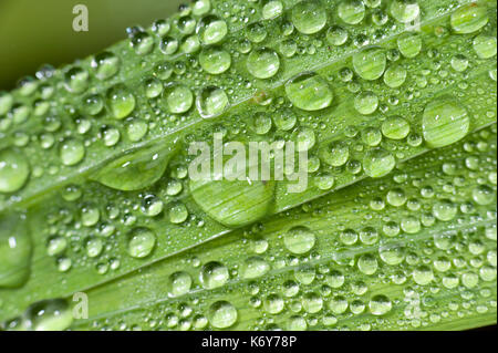 Schilfblatt mit Regen, Tau, Tropfen, Großbritannien Stockfoto