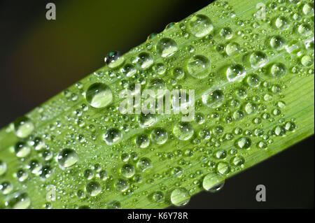 Schilfblatt mit Regen, Tau, Tropfen, Großbritannien Stockfoto