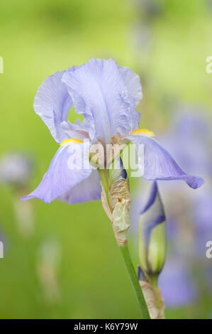 Purple Flag Iris, Iris Versicolor, Monkton Naturschutzgebiet, Kent, Großbritannien, wächst an der Seite von Teich Stockfoto