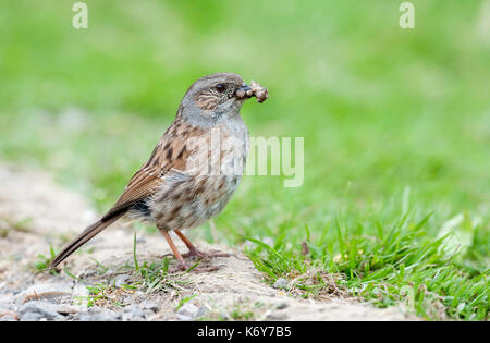 Dunnock, Phasianus colchicus, UK, mit Caterpillar im Schnabel, Garten, kleine Säugetierart in gemässigten Europa und in Asien gefunden, Hedge Accento Stockfoto