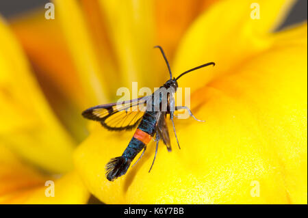 Rot Gürtel Clearwing Moth, Synanthedon myopaeformis, Kent, Großbritannien, Garten, Larven leben unter der Rinde von alten Obstbäumen, vor allem Apfel (Malus), Motten Stockfoto
