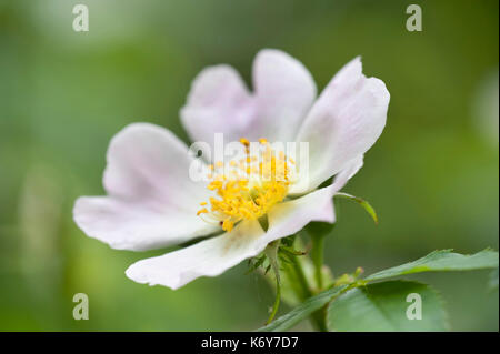 Dog Rose, Rosa Canina, Nahaufnahme der Blüte, Kent GROSSBRITANNIEN, Rosa Stockfoto