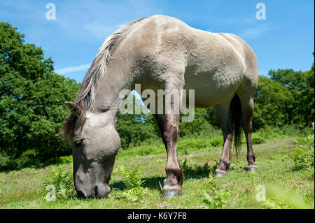 Konik Horse, hothfield Heide, Kent, England, Kent Wildlife Trust, direkte Nachkommen der Tarpan, ein wildes Pferd die Ausrottung gejagt wurde, Koniks Stockfoto