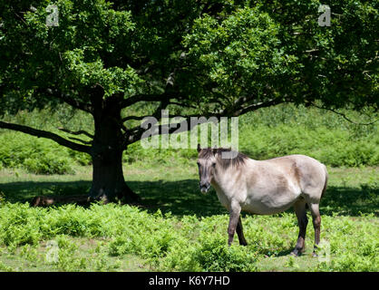 Konik Horse, hothfield Heide, Kent, England, Kent Wildlife Trust, direkte Nachkommen der Tarpan, ein wildes Pferd die Ausrottung gejagt wurde, Koniks Stockfoto