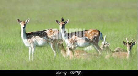 Damwild, Dama Dama, Richmond Park, London, UK, Herde zusammen, männlich und weiblich, Buck mit Geweih & doe, Stockfoto