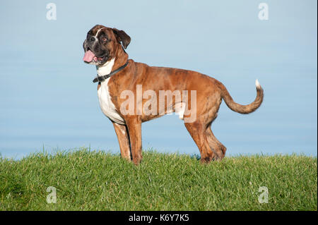 Boxer Hund, 7 Jahre alt, UK, draußen stehen Stockfoto