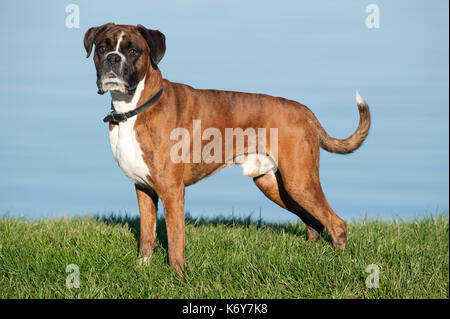 Boxer Hund, 7 Jahre alt, UK, draußen stehen Stockfoto