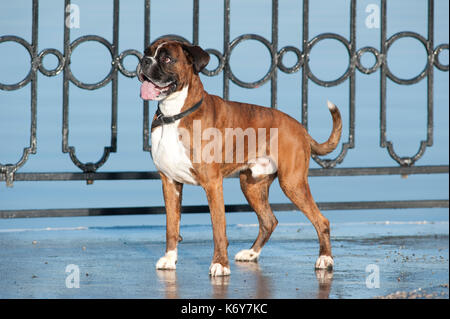 Boxer Hund, 7 Jahre alt, UK, draußen stehen Stockfoto