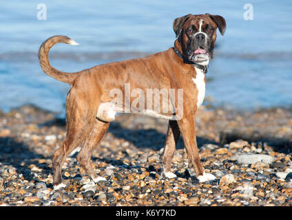 Boxer Hund, 7 Jahre alt, UK, stehend außerhalb am Strand Stockfoto