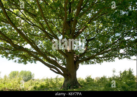 Englisch Eiche Quercus Robur, hothfield Heide, Kent, England, Kent Wildlife Trust, Blick hinauf auf der Suche Baumstamm, Blätter und Zweige, Britische n Stockfoto