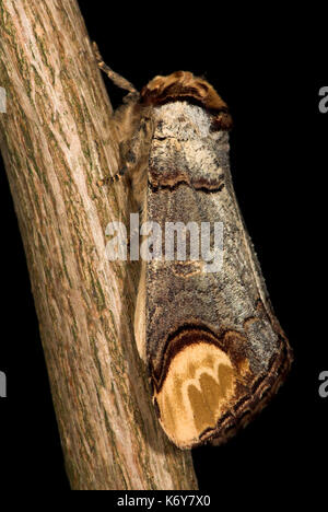 Buff Tipp Moth, Phalera bucephala, auf Zweig getarnt, sieht aus wie gebrochenen Zweig, Großbritannien Stockfoto