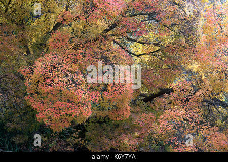 Iranische Eisenholz, Parrotia persica, UK, spektakuläre Farben des Herbstes, wachsende über Teich mit Reflektion Stockfoto