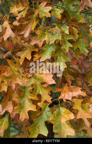 Rote eiche Blätter, Quercus Borealis, UK, Herbst bunte Blätter Stockfoto
