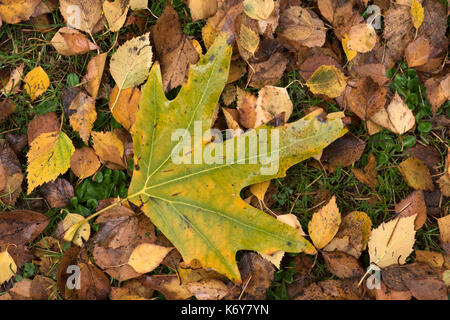 Silber Maple Leaf, Acer saccharinum, UK, Herbst Blatt auf Waldboden Stockfoto