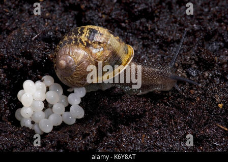 Garten Schnecke, Helix aspersa, Eier in Erde bei Nacht Tier Muschel natur nacht Pest wildlife Garten Schnecke Eier Stockfoto