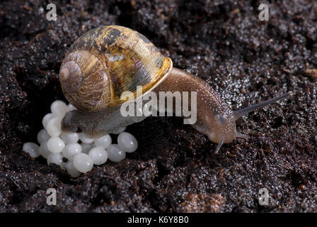 Garten Schnecke, Helix aspersa, Eier in Erde bei Nacht Tier Muschel natur nacht Pest wildlife Garten Schnecke Eier Stockfoto