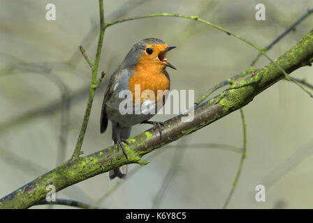 Rotkehlchen, Erithacus rubecula, Garten, Kent, Großbritannien, thront im Baum singen, Wald, nach, Winter, Aufruf, song Stockfoto
