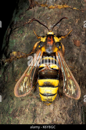 Hornet Moth, Sesia apiformis, UK, sieht ähnlich aus wie Wespe oder hornisse wie Verteidigung, Gelb und Schwarz Stockfoto