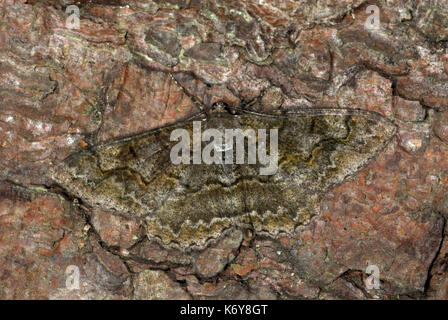 Schönheit, Peribatodes rhomboidaria Willow, Erwachsene, UK, auf Baumstamm getarnt Stockfoto