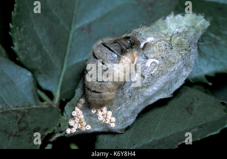 Orgyia vaporer Nachtfalter, Antigua, UK, flügellosen Weibchen mit frisch gelegten Eier auf Cocoon Stockfoto