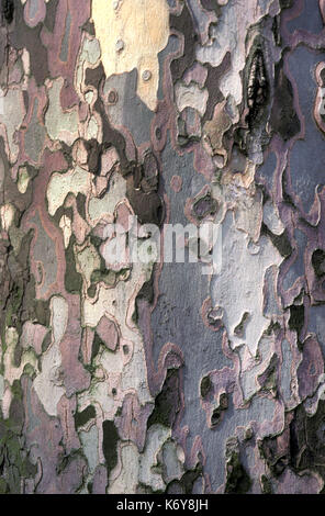 In der Nähe von London Platane Rinde, UK, Familie Platanaceae, besonders tolerant von städtischen Bedingungen Stockfoto