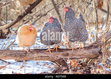 Drei Hühner thront auf einem Baumstamm im Wald an einem verschneiten Wintertag Stockfoto