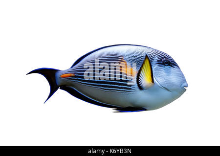 Papageifische isoliert. Tropische Fische auf weißem Hintergrund Stockfoto