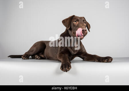 Choc Labrador Retriever Welpen in Großbritannien fotografiert. Stockfoto
