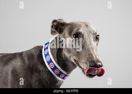 Porträt eines Greyhounds in Großbritannien. Stockfoto