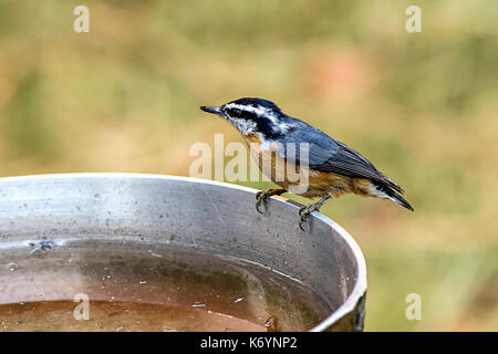 Ein kleines süsses Berg chickadee thront auf der Seite der ein Vogelbad. Stockfoto