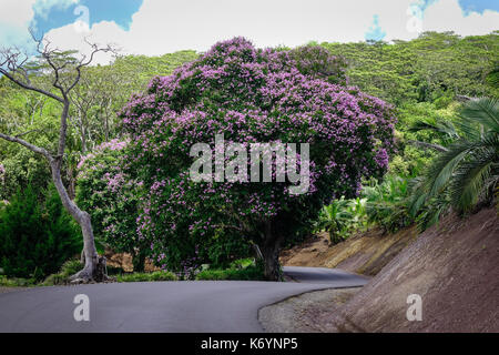Lagerstroemia indica Blumen blühen im Frühling in Chamarel Nationalpark, Mauritius Insel. Stockfoto