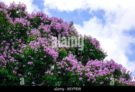Lagerstroemia indica Blumen blühen im Park im Frühling. Stockfoto
