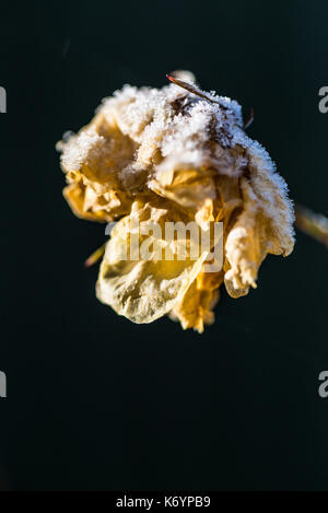 Ein Frost bedeckt Blume eines goldenen Duschen rose Stockfoto